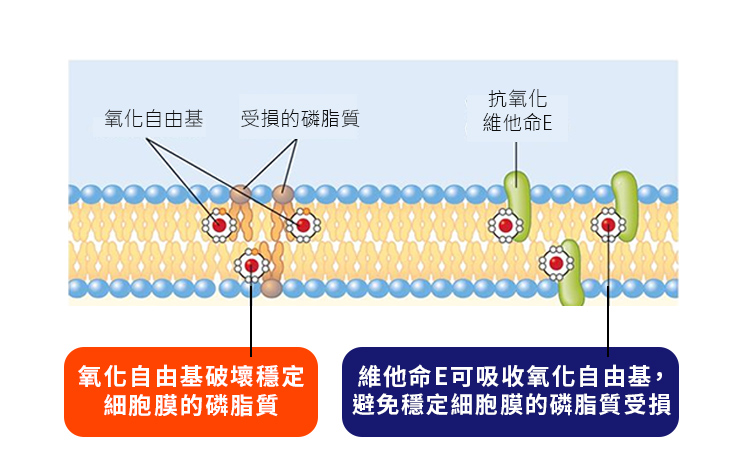 Vanicream薇霓肌本逆齡亮白緊緻修護霜,緊緻,亮白,修護,高濃度,維他命E,乾,損,敏弱,肌膚,早晚霜,眼霜,撫平,淡化,斑點,頸紋,粗糙乾裂,均勻膚色,乾燥細紋,水嫰,彈性,一瓶多用,臉,眼周,日夜修護,脂漏性皮膚炎,有效,E霜,高效醫美霜,萬用霜,皮膚科,美白,抗氧化,抗老,老化,膠原蛋白,暗沉,除皺,拉提,凍齡,保濕,皮膚炎,濕疹,抗過敏,消炎,退紅,止癢,異位性,脂漏性,敏感肌,保養品,無添加,母嬰用品,美國原裝進口,醫師推薦,國際認證,臨床研究,醫美,網友熱搜,熱銷排行,口碑推薦,評價,體驗,實測,開箱