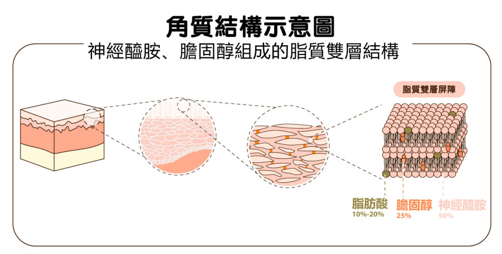 角質結構示意圖－神經酼胺、膽固醇組成的脂質雙層結構