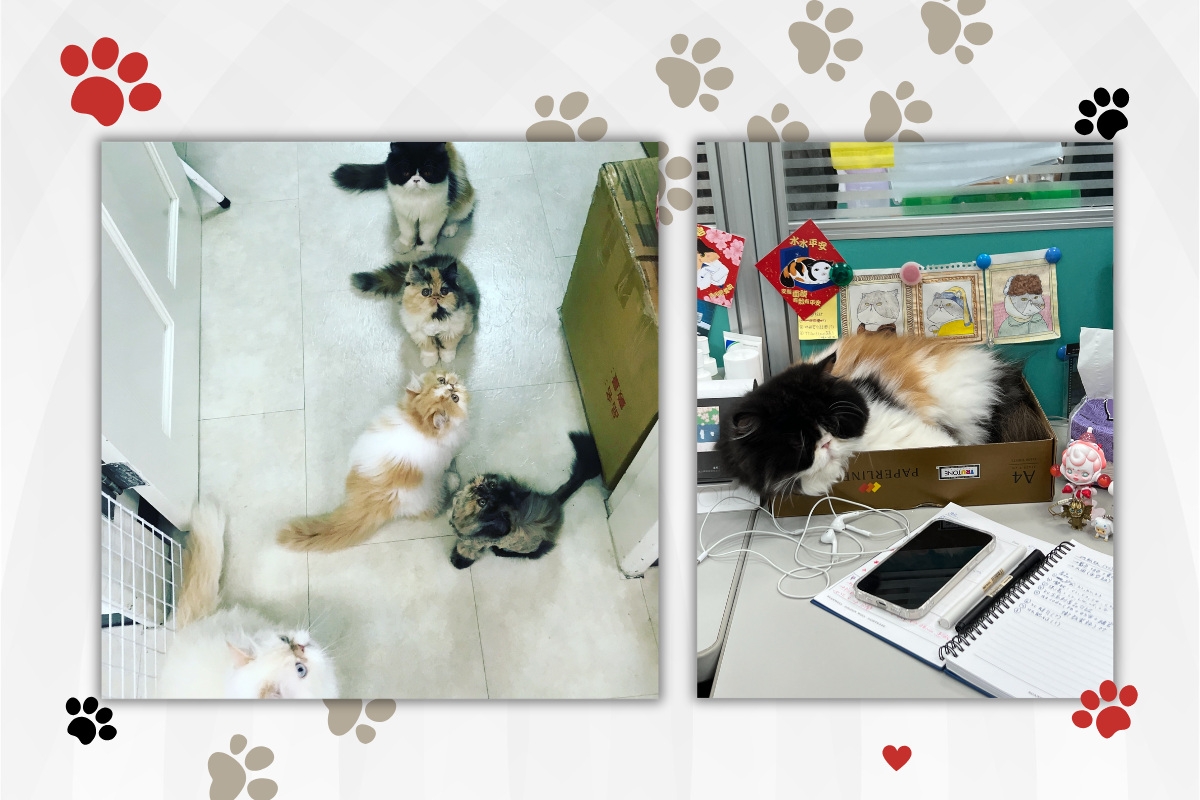 昶虹貿易的貓同事左圖有5隻貓分別是四姑娘、胖胖、豬豬、猴子、布丁，右圖是四姑娘睡在紙盒裡的樣子