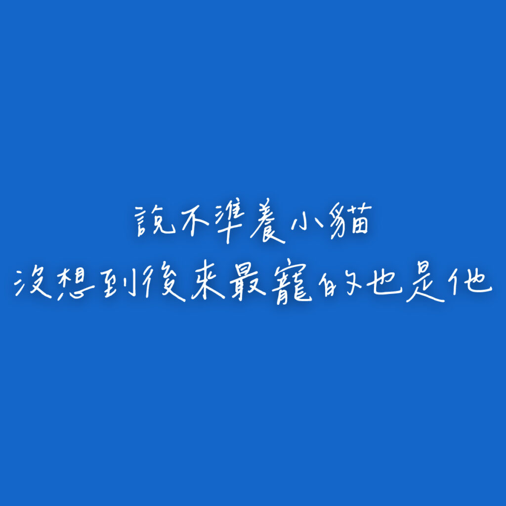 藍色底白色文字，說不準養小貓沒想到後來最寵的也是他